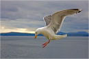 Seagull in flight