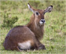 Waterbuck