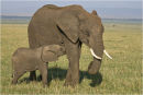 Mother and calf