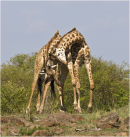 Giraffes necking