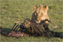 Devouring the kill