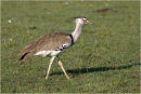 Bustard