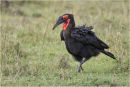 Ground Hornbill