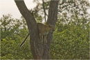 Leopard at dusk