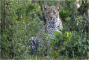 Young leopard