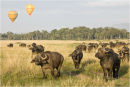 Buffalos and balloons