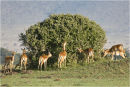  Impala taking breakfast