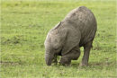 Young elephant feeding