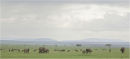 Large herd
