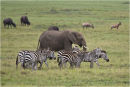 Animal magic on the Mara plains