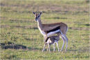 Gazelle suckling