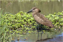 Hammerkop