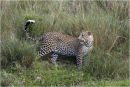 Leopard on the prowl