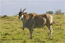 Eland