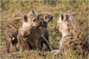 Young Hyena with parents