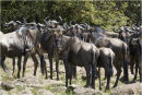 Wildebeest gathering