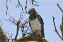 Snake Eagle