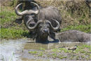 Water Buffalo cooling off