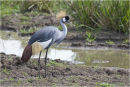 Crested Crane