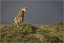 Cheetah at dusk