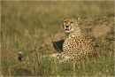 Cheetah at dawn
