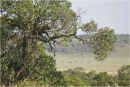 Leopard seeking shelter