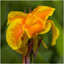 Yellow lily