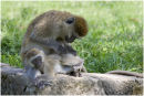 Grooming in progress