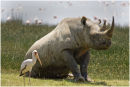 Rhino 