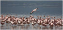 Pink Flamingoes