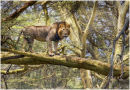 Lions do climb trees