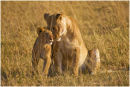 Lions greeting