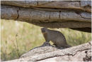 Banded mongoose