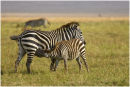 Zebra calf suckling
