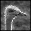 Ostrich