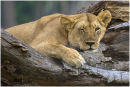 Lioness resting