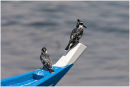 Gone fishing