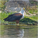 Fish Eagle