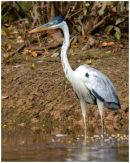 Brazilian heron