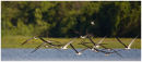 Early evening flight