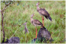 Brazilian birds