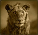 Handsome male