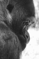 Gorilla gaze