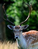 Deer 1