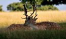 Deer in shade
