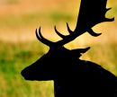Deer silhouette