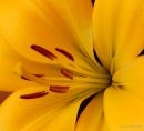 Lily 2