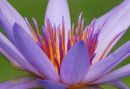 Lily 6