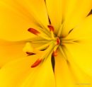 Lily 7