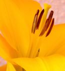 Lily 8